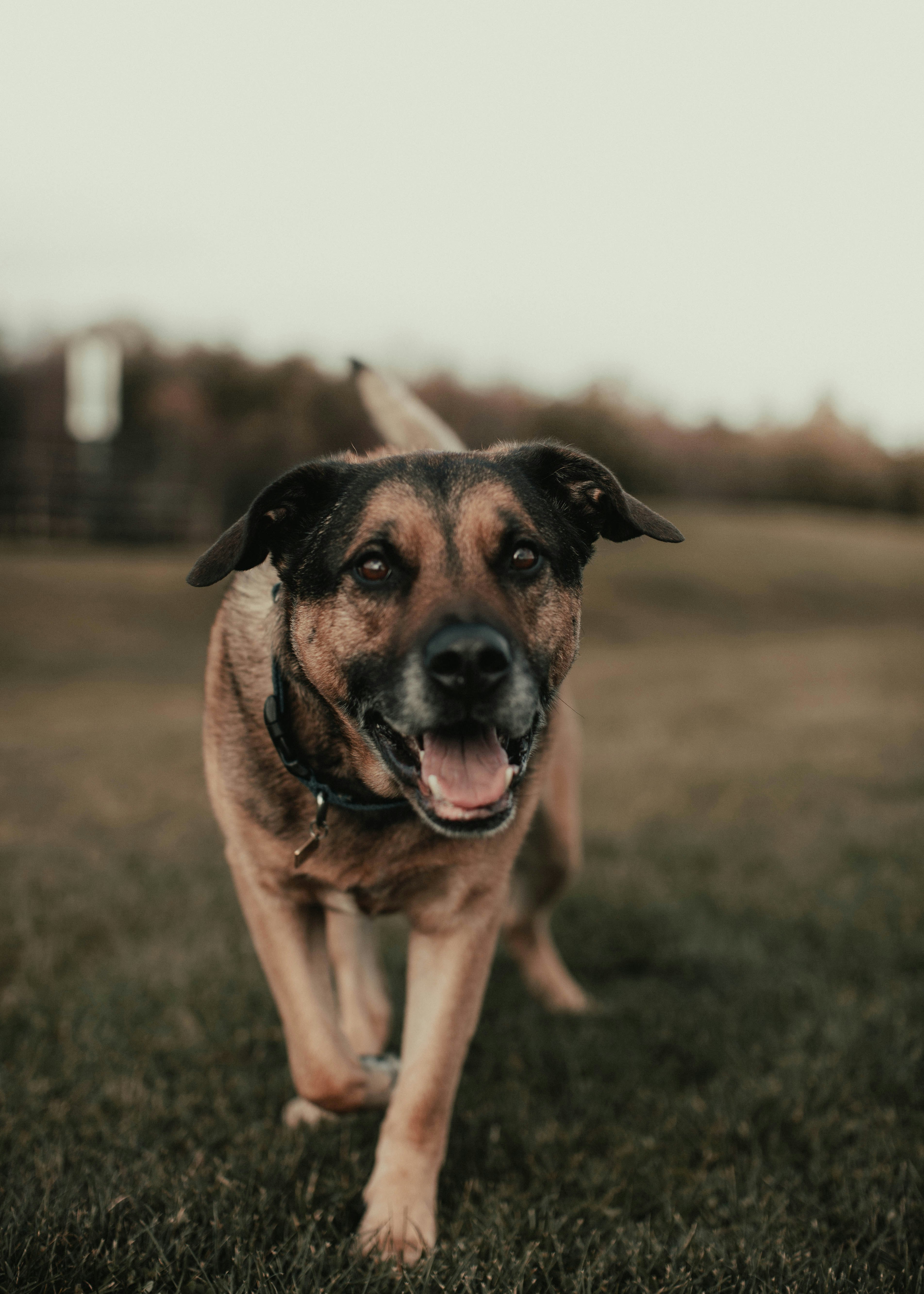 brown short coated dog on green grass during daytime